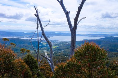 Kısa bir çalı yürüyüşü, Wellington Dağı, Hobart, Tazmanya, Zirve