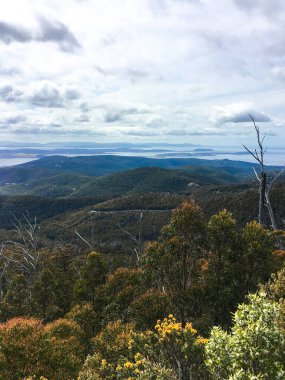 Kısa bir çalı yürüyüşü, Wellington Dağı, Hobart, Tazmanya, Zirve