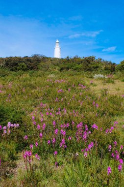 Bruny Burnu, Deniz feneri, Tazmanya, Ada, Avustralya 'da açan pembe ve mor kır çiçekleri. 