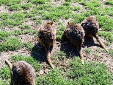 Tazmanya padekarpuzu Freycinet Ulusal Parkı yolunda, Tazmanya 