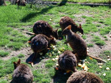 Tazmanya padekarpuzu Freycinet Ulusal Parkı yolunda, Tazmanya 