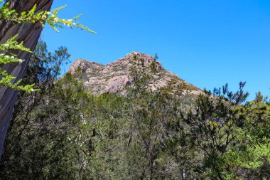 Freycinet Ulusal Parkı, Winegalss Körfezi, Tazmanya, Tassia, Tasman Yaban Hayatı, Avustralya 