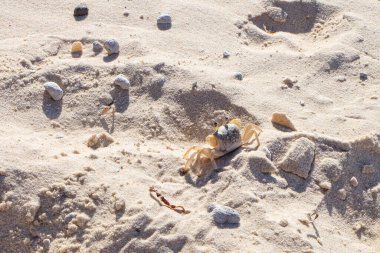 Kuzey Stradbroke Adası, Cleveland, Brisbane, Queensland, Avustralya 'da güneşli, mavi bir yaz günü. 