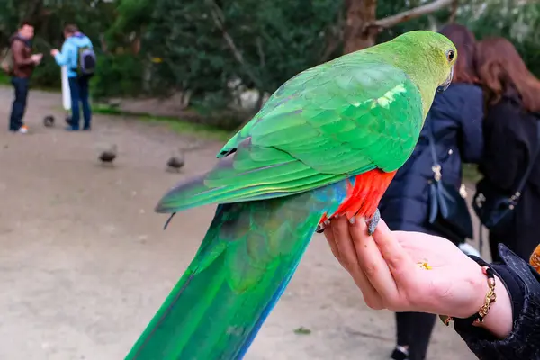 Papağanlar ve Koala, büyük okyanus yolunda yol boyunca, Victoria 