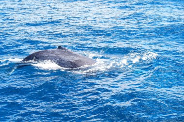 Altın Sahil 'de Sea World tarafından izlenen kambur balina, Sörfçü Cenneti, Avustralya   