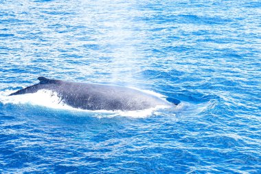 Altın Sahil 'de Sea World tarafından izlenen kambur balina, Sörfçü Cenneti, Avustralya   