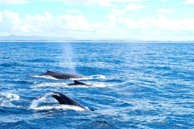 Altın Sahil 'de Sea World tarafından izlenen kambur balina, Sörfçü Cenneti, Avustralya   