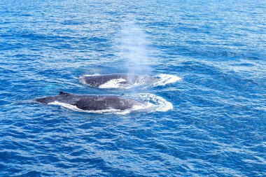 Altın Sahil 'de Sea World tarafından izlenen kambur balina, Sörfçü Cenneti, Avustralya   
