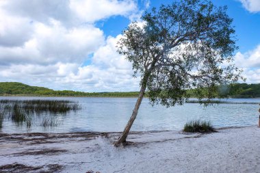 Birrabeen Gölü, kristal berrak su ve beyaz silis kumu Fraser Adası, Queensland, Avustralya 