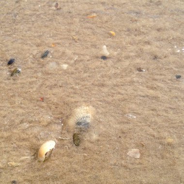 Byron Körfezi sahilinde martılar ve deniz kabukları, NSW, Avustralya  