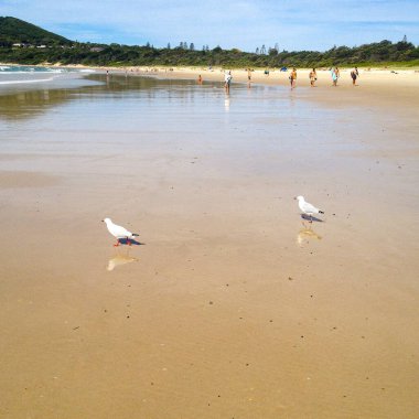 Byron Körfezi sahilinde martılar ve deniz kabukları, NSW, Avustralya  