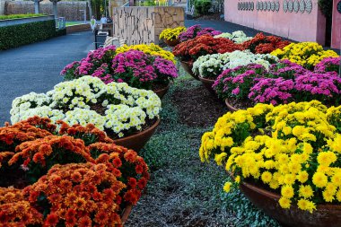 Roman sokak parkında, Brisbane CBD 'de, QLD' de çiçekler açıyor
