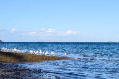 Shorncliffe iskelesi, iskelesi, sahili ve kıyı manzarası üzerinde uçan martılar.