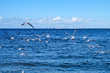 Shorncliffe iskelesi, iskelesi, sahili ve kıyı manzarası üzerinde uçan martılar.