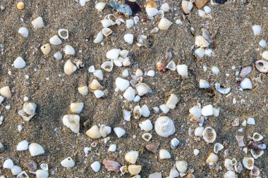 Shorncliffe iskelesi, iskele, sahil ve kıyı manzarası, QLD