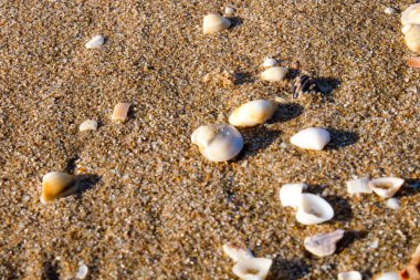 Shorncliffe iskelesi, iskele, sahil ve kıyı manzarası, QLD