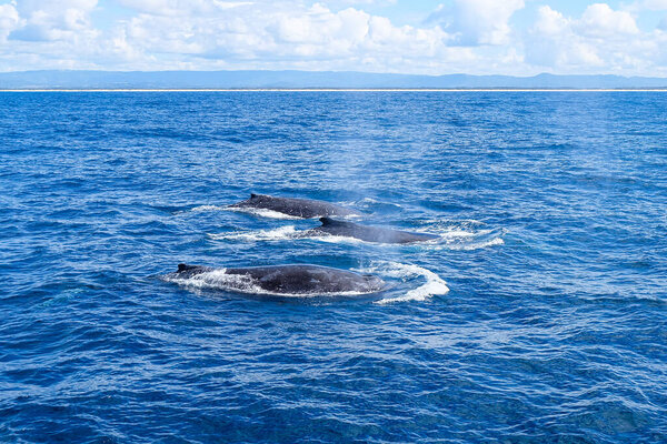 Humpback whale watching by Sea World at Gold Coast, Surfer Paradise, Australia   