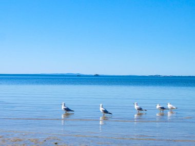 Güneşli güzel bir gün, berrak ve mavi bir gökyüzü, güneş ışığı ve martılar Wynnum iskelesinde, Manly, Brisbane CBD 'nin banliyölerinde uçuyor. 