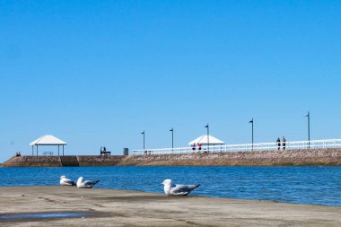 Güneşli güzel bir gün, berrak ve mavi bir gökyüzü, güneş ışığı ve martılar Wynnum iskelesinde, Manly, Brisbane CBD 'nin banliyölerinde uçuyor. 