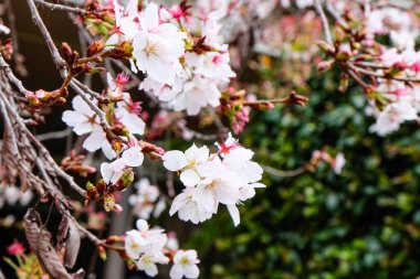 Toowoomba Çiçek Karnavalı, Queensland 