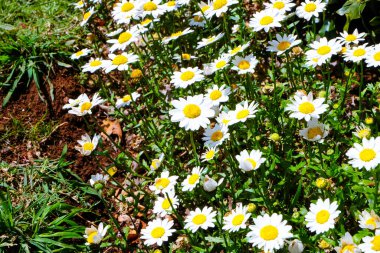 Toowoomba Çiçek Karnavalı, Queensland 