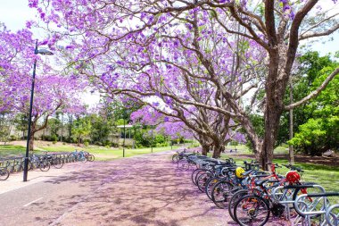 Güzel mor ve pembe jakaranda çiçekleri ve ağaçlar UQ gölünde 