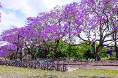 Güzel mor ve pembe jakaranda çiçekleri ve ağaçlar UQ gölünde 