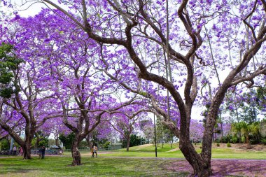 Güzel mor ve pembe jakaranda çiçekleri ve ağaçlar UQ gölünde 