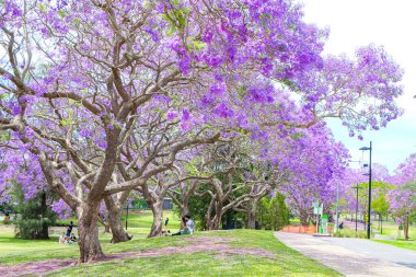 Güzel mor ve pembe jakaranda çiçekleri ve ağaçlar UQ gölünde 