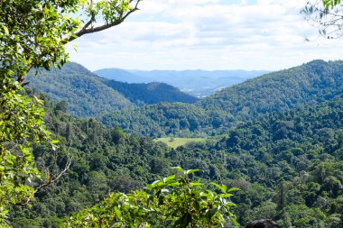 Bush Koladilla Şelalesi 'ne yürüyor, QLD 