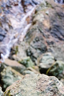 Bush Koladilla Şelalesi 'ne yürüyor, QLD 