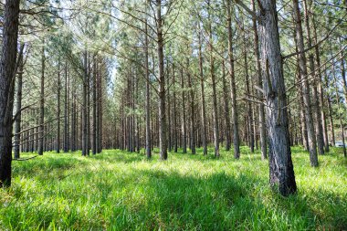 Maleny, Mountville 'de çam ağaçları ve mor yabani çiçekler - Günışığı kıyısı iç kısımları, QLD