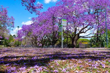 Güzel mor ve pembe jakaranda çiçekleri ve ağaçlar UQ gölünde 