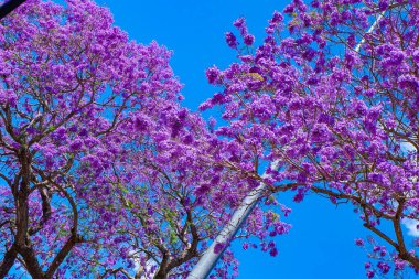 Güzel mor ve pembe jakaranda çiçekleri ve ağaçlar UQ gölünde 