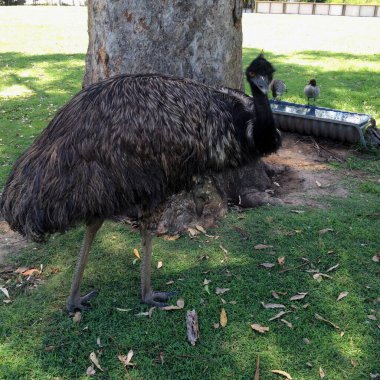 Lonepine Sığınak Brisbane 'de Emu kuşu 