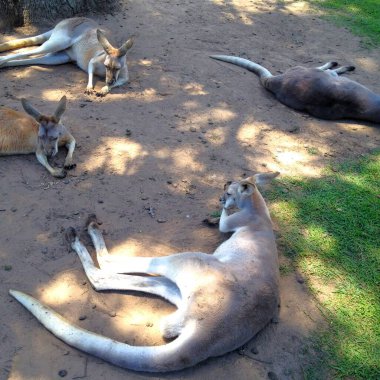 Yalnız Çam Sığınağı Brisbane 'de yerde uzanan kanguru. 