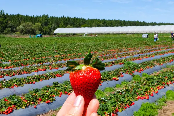 Rolin Çiftliği 'nde çilek toplama, Sunshine Sahili, QLD