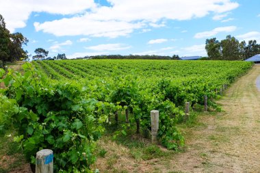McLaren Vale bölgesi, şarap, şaraphane, üzüm bağı, Güney Avustralya 