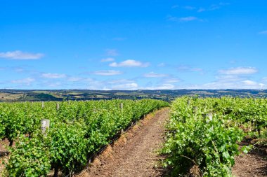 McLaren Vale bölgesi, şarap, şaraphane, üzüm bağı, Güney Avustralya 