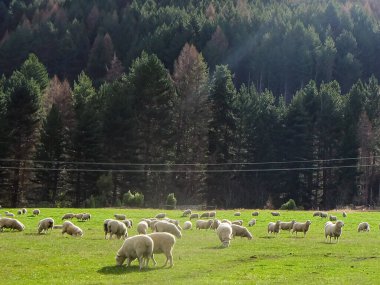 Wakatipu Gölü, NZ Güney adası, Queenstown, Yeni Zelanda boyunca Glenorchy 'ye doğru manzaralı bir yolculuk. 