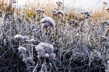 Yolculuk, Kış, Kar Tanesi ve kır çiçekleri, Tekapo Gölü, Canterbury, Yeni Zelanda, Güney Adası 