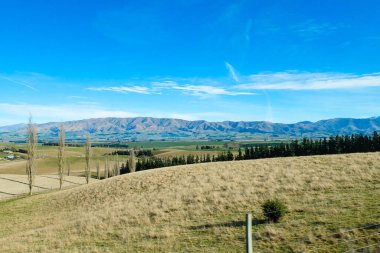 Koyun yolda, Fairlie, Canterbury, Yeni Zelanda 'ya yolculuk Tekapo Gölü' nden Christchurch, Güney Adası 'na yolculuk. 