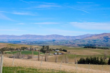 Koyun yolda, Fairlie, Canterbury, Yeni Zelanda 'ya yolculuk Tekapo Gölü' nden Christchurch, Güney Adası 'na yolculuk. 