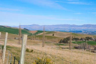 Koyun yolda, Fairlie, Canterbury, Yeni Zelanda 'ya yolculuk Tekapo Gölü' nden Christchurch, Güney Adası 'na yolculuk. 