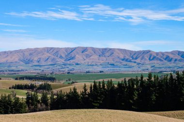 Koyun yolda, Fairlie, Canterbury, Yeni Zelanda 'ya yolculuk Tekapo Gölü' nden Christchurch, Güney Adası 'na yolculuk. 