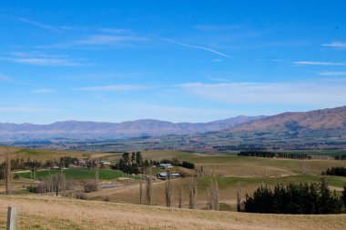 Koyun yolda, Fairlie, Canterbury, Yeni Zelanda 'ya yolculuk Tekapo Gölü' nden Christchurch, Güney Adası 'na yolculuk. 