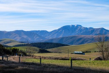 Koyun yolda, Fairlie, Canterbury, Yeni Zelanda 'ya yolculuk Tekapo Gölü' nden Christchurch, Güney Adası 'na yolculuk. 