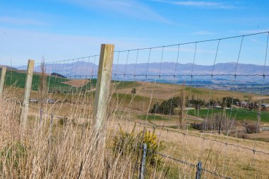 Koyun yolda, Fairlie, Canterbury, Yeni Zelanda 'ya yolculuk Tekapo Gölü' nden Christchurch, Güney Adası 'na yolculuk. 