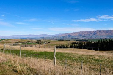 Koyun yolda, Fairlie, Canterbury, Yeni Zelanda 'ya yolculuk Tekapo Gölü' nden Christchurch, Güney Adası 'na yolculuk. 