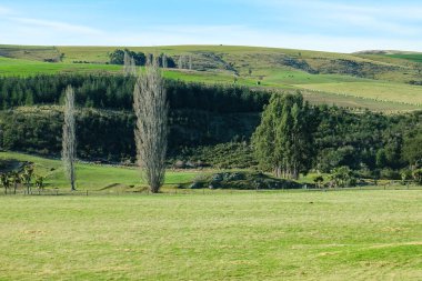 Koyun yolda, Fairlie, Canterbury, Yeni Zelanda 'ya yolculuk Tekapo Gölü' nden Christchurch, Güney Adası 'na yolculuk. 